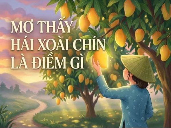 mo thay hai xoai chin